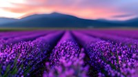 Vibrant purple lavender field stretches toward distant mountains under dramatic pink and orange sunset sky, creating rows of fragrant blooms in Provence countryside landscape.