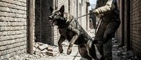 Military working dog with handler in urban combat zone during tactical operation mission.