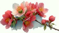 Delicate pink cherry blossom branch with soft petals and buds in watercolor style, isolated on white background for spring design projects.