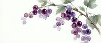 Watercolor grape clusters with green leaves on vine branches isolated on white background for wine labels and culinary designs.