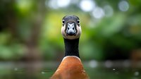Close-up portrait of a curious Canada goose with distinctive black neck and orange-brown chest against blurred green natural background.