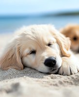 Sleeping golden retriever puppy lying on sandy beach with ocean waves in background, peaceful summer scene capturing pure relaxation and tranquility.