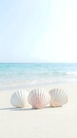 Three white seashells arranged on pristine sandy beach with turquoise ocean waves in soft natural lighting for coastal vacation and summer concepts.