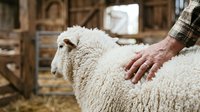 Farmer's hand touching white sheep wool in barn setting, agricultural livestock care and farming industry work.