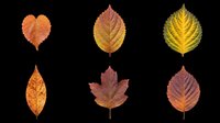 Autumn leaves collection featuring six isolated fall foliage designs in orange, yellow, red and brown tones. Transparent background, ready for t-shirts, clipart, stickers, sublimation and print-on-demand projects.