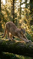 Mountain lion stretching on fallen log in golden sunlight filtering through forest canopy during warm evening hours.