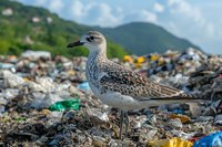 Young seagull standing on garbage dump with mountains in background, highlighting environmental pollution and wildlife adaptation to human waste. Natural light photography.