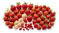 Fresh ripe strawberries collection with white and red varieties isolated on white background for healthy eating and organic food designs.