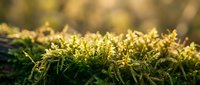 Macro shot of vibrant green moss with golden sunlight filtering through, creating a luminous natural texture suitable for backgrounds and environmental design projects.