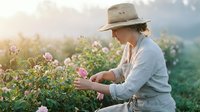 Senior woman farmer harvesting pink roses in blooming field at sunrise, wearing straw hat and light blue shirt, engaged in agricultural work and flower cultivation.