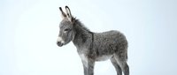 Young gray donkey foal standing in profile on white background, isolated farm animal ready for design projects and educational materials.