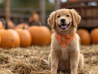 Happy Golden Retriever puppy wearing orange bandana sitting at pumpkin patch during autumn harvest season, surrounded by large orange pumpkins on hay covered ground.