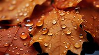 Autumn maple leaf covered in morning dew drops creates natural abstract pattern. Macro photography shows water beads on orange fall foliage surface.