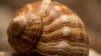 Close-up macro shot of brown striped seashell showing natural spiral patterns and textures against blurred background for marine biology education.