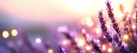 Dreamy lavender flowers against blurred bokeh background in purple and pink sunset colors creating magical atmospheric nature panorama.