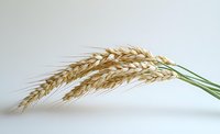 Golden wheat ears on white background, isolated agricultural crop symbolizing harvest, bread production, and organic farming.