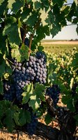 Ripe dark grape clusters hanging from vine with green foliage in vineyard field during harvest season for wine production and agriculture.