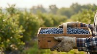 Farmer holding wooden crate filled with fresh blueberries in vineyard field during harvest season for agricultural and food production use.