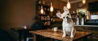 French bulldog sitting on wooden table in modern cafe interior with hanging light bulbs and coffee equipment in background for pet-friendly business concept.