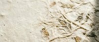 Ancient fossil fish specimens preserved in limestone sedimentary rock formation showing detailed skeletal remains for paleontology and geological research studies.