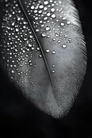 Macro shot of water droplets on delicate feather texture creating natural pattern in black and white, showing intricate details and light reflection.