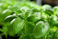 Fresh green basil leaves growing in garden, macro shot with selective focus showing detailed texture and natural light for culinary and gardening concepts.