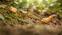 Forest floor covered with moss and fallen autumn leaves in natural woodland setting with soft sunlight filtering through trees creating peaceful atmosphere.