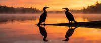 Two cormorants perched on a log at sunrise, silhouetted against golden water and misty forest backdrop. Wildlife and nature photography for editorial and design use.