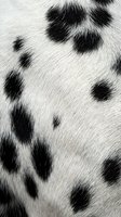 Close-up of natural dalmatian dog fur texture with black spots on white coat showing detailed hair patterns for pet and animal design projects.