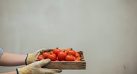 Young adult female with light skin tone wearing beige knit gloves holding wooden crate filled with fresh red tomatoes against neutral background for food, agriculture, harvest, and farmers market concepts.
