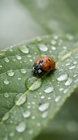 Red ladybug with black spots on green leaf covered in morning dew drops, macro photography showcasing natural garden ecosystem and fresh spring environment.