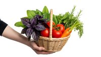 Fresh organic vegetables and herbs in wicker basket held by hands isolated on white background for healthy cooking and farm market concepts.
