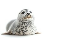 Spotted harbor seal pup with speckled gray coat lying on white background, isolated cutout for wildlife and nature designs.