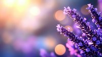 Purple lavender flowers blooming in warm golden sunlight with soft bokeh background creating dreamy atmospheric garden scene for relaxation and wellness.