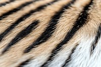 Close up macro shot of tiger fur texture showing natural black and beige stripes pattern, soft and fluffy animal coat background for wildlife design projects.