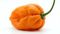 Orange bell pepper with green stem isolated on white background, suitable for food, cooking, nutrition, and culinary design projects.