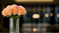 Fresh peach roses in crystal vase against blurred restaurant background with soft bokeh lights creating romantic evening atmosphere. Perfect for wedding decor.