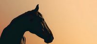 Horse silhouette profile against warm sunset sky creating dramatic equestrian scene for western themed designs and animal lover projects.