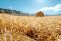 Golden wheat field with round hay bale in distance under bright blue summer sky, showcasing agricultural landscape during harvest season.
