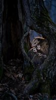 Opossum mother with babies nestled in tree hollow during twilight hours showcasing maternal care and wildlife family bonds in natural forest habitat.
