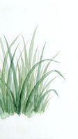 Watercolor grass blades in soft green tones on white background for botanical illustrations and natural design projects.