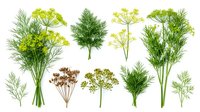 Fennel, dill, and parsley herb bunches with yellow and green foliage isolated on white background, suitable for culinary, botanical, and design projects.