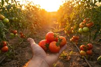 Hand holding fresh ripe red tomatoes in greenhouse at golden sunset with rows of tomato plants creating warm agricultural harvest scene.