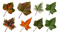 Collection of autumn leaves in various stages from green to colorful fall foliage, isolated on white background for seasonal design projects.