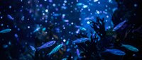 Underwater scene with small blue fish swimming among coral reef with floating particles and bokeh light effects creating magical aquatic atmosphere.