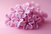 Delicate pink lilac flowers with soft petals and yellow centers arranged on pastel pink background for spring floral designs and romantic decorations.