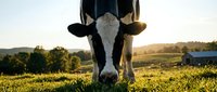 Holstein dairy cow grazing in sunny pasture field during golden hour sunset with rural farm landscape background for agriculture and livestock concepts.