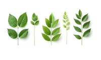 Various green leaves and plant sprigs arranged in a row on white background, showcasing botanical diversity for nature-inspired designs.