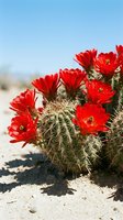 Vibrant red cactus flowers blooming on spiny desert plant against clear blue sky, showcasing resilient desert flora in natural arid landscape environment.