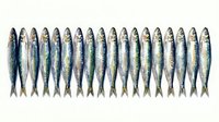 Row of fresh sardines arranged in line on white background isolated for culinary and seafood market design projects.